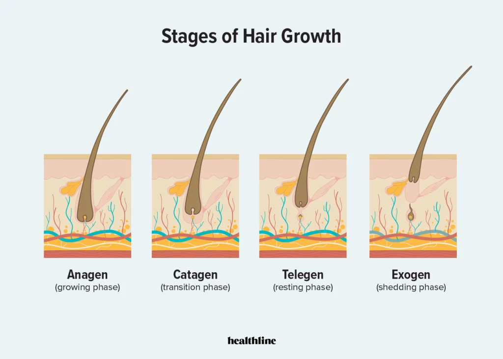 What-Are-the-Four-Stages-of-Hair-Growth,image by healthline